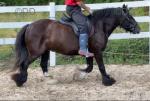 13.3hh Mare