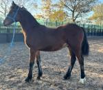 Llangattock Dexter, Welsh Section D Colt Foal