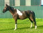 Frazer, 14.2hh Ride and Drive Gelding
