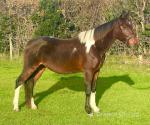 Frazer, 14.2hh Ride and Drive Gelding