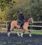 Bailey, 14.1hh Riding Gelding 