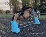 Bailey, 14.1hh Riding Gelding 