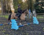 Bailey, 14.1hh Riding Gelding 