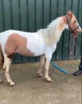 11hh 2 year old trotting filly. Very nice little pony making a very good driver, not long broken going very well. 