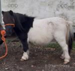 Real nice black and white Shetland mare, 11 years old. Stands at 34 inches. 
