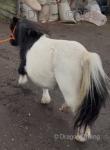 Shetland Mare in Foal 
