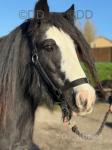 Suzie, 12hh Mare