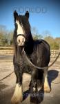 Suzie, 12hh Mare