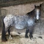 Queenie, 14.2hh Mare in Foal