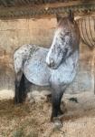 Queenie, 14.2hh Mare in Foal