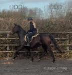 15.3hh Mare