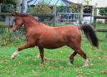 Welsh Section A Filly 