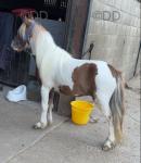 Kenny Boy, Shetland Ride and Drive Stallion with Cart and Harness