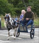 Kenny Boy, Shetland Ride and Drive Stallion with Cart and Harness