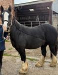 13.2hh Riding Gelding 