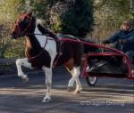 Rose, 15hh Driving Mare