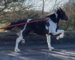 Rose, 15hh Driving Mare