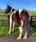 Rose, 15hh Driving Mare