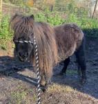 Hasguard Lollipop, Shetland Mare