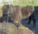 Hasguard Lollipop, Shetland Mare