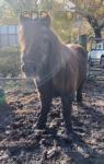 Hasguard Josie , Shetland Mare