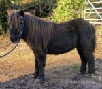 Hasguard Josie , Shetland Mare