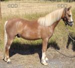 Pedro, Welsh Section A Gelding 