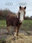 Pedro, Welsh Section A Gelding 