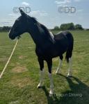 2 year old, full bred gelding. Can do 5mph-30mph. Very quiet. Plenty of videos and pictures upon request. 