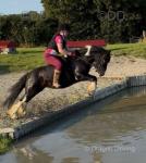 12.3hh Riding Mare
