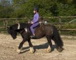 12.3hh Riding Mare