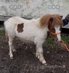 Yearling Shetland Colt