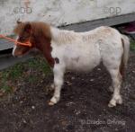 Yearling Shetland Colt