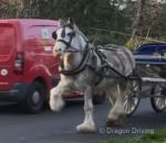 Splash, a 4 year old 12.2hh ride and drive blagdon stepping pony. She doesn't need a big write up, as you can see what she is. 