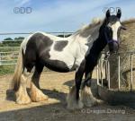 Panda, 12.3hh Mare in Foal