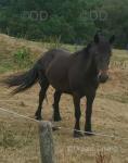 Ted, 2 Year Old Fell Gelding