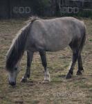 Fred is a Welsh x, standing 9.3hh - he has recently been professionally broken to drive and is ready for someone with a bit more experience than myself to put some miles on his back.


