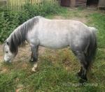 Fred, 9.3hh WPB Driving Gelding