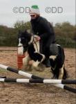 12hh Riding Stallion