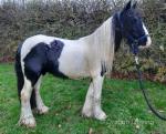 12hh Riding Stallion