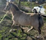 Gurnos Golden Rainbow, Welsh Section A Colt Foal