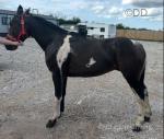 14.1hh Ride and Drive Gelding