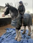 Storm, 16.3hh Clydesdale Riding Mare