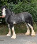 Storm, 16.3hh Clydesdale Riding Mare