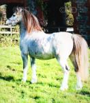 Welsh Section A Stallion