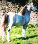 Welsh Section A Stallion