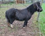 Tinkerblue Damson, 3 Year Old Shetland Filly