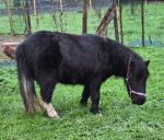 Tinkerblue Damson, 3 Year Old Shetland Filly