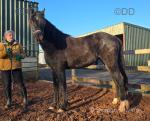 2 Year Old Gelding