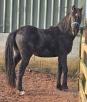 2 Year Old Gelding